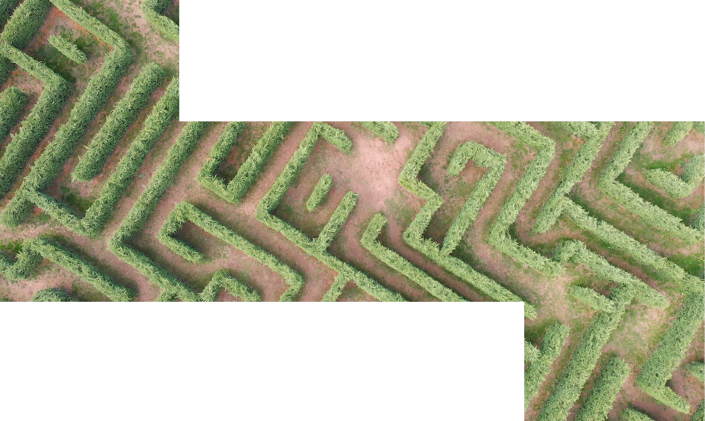 plan cenital pasillos de un laberinto de cipreses